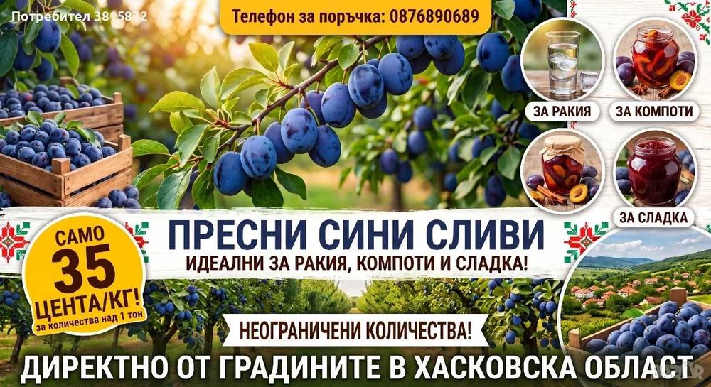 сини сливи реколта 2026
