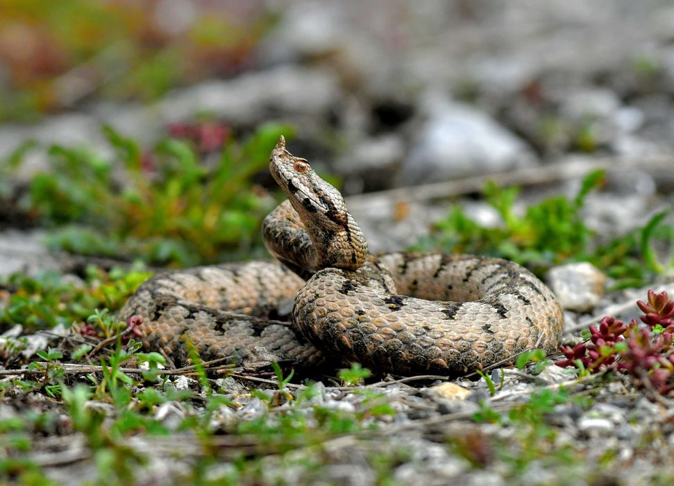 Nikon Nikkor AF-S 200-500mm f/5.6E ED VR