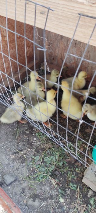 Продам маленьких гусят