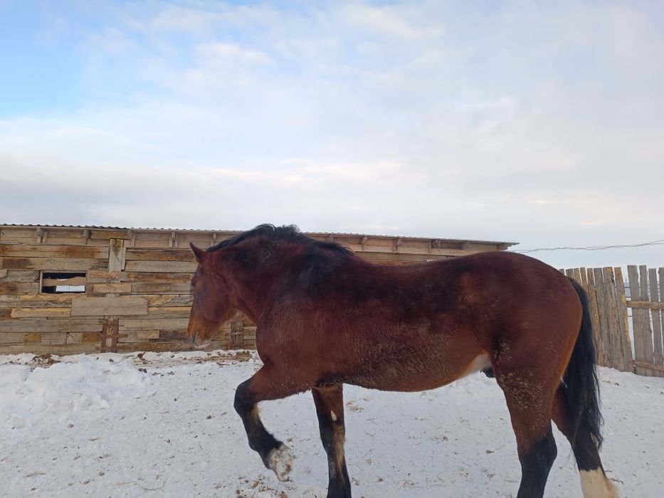 Продам Жеребец Владимирский тяжеловоз