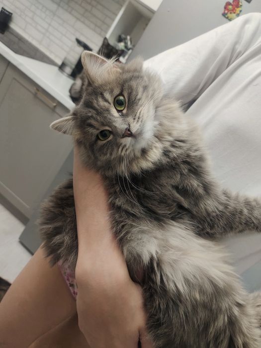 Отдам кошку в добрые руки