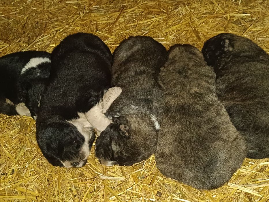 Алабай, тобет, САО