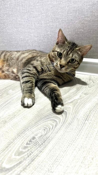 Отдам кошку в хорошие руки.