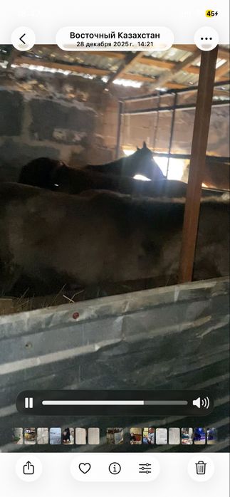 Продам тайчиков с откорма