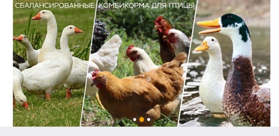 Куры несушки былые