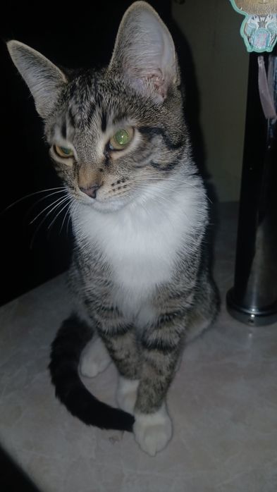 Котенок девочка отдам бесплатно