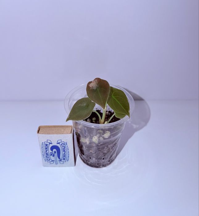 Алоказия, комнатные растения, комнатные цветы