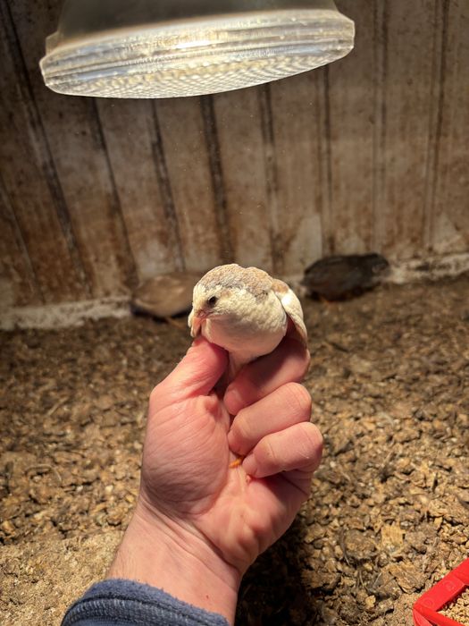 Пъдпъдъци маджурски,японски,селадона,фараон,китайски