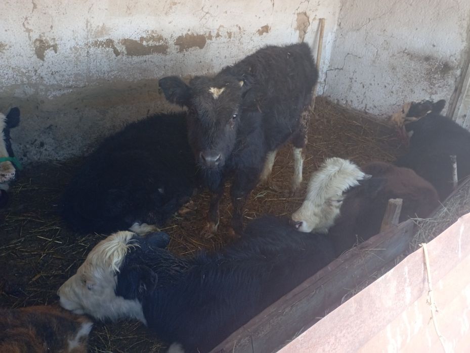 Продам бычков 7 голов