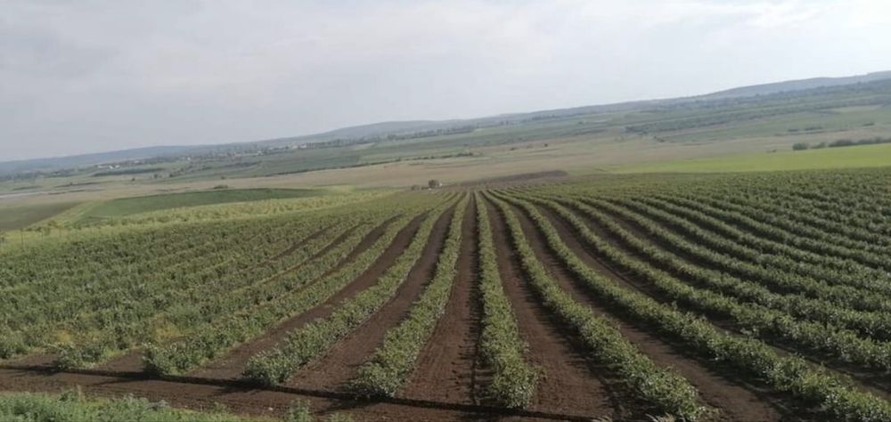 Suc Aronia BIO certificat