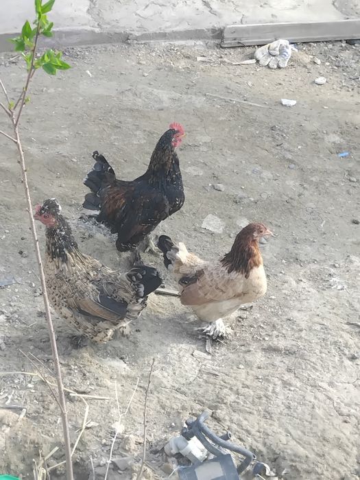 Тауықтар сатылады