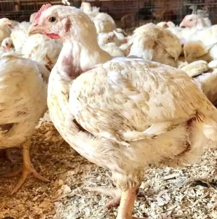 Pui,rate,gaini,Bibilici