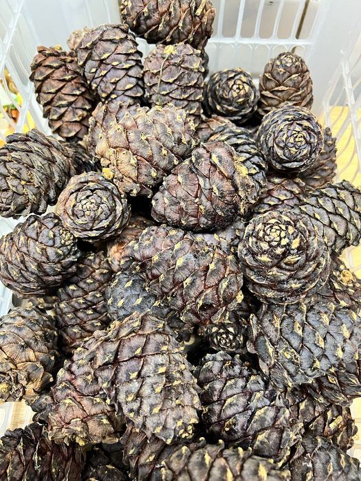 Продам кедровые орехи в скорлупе
