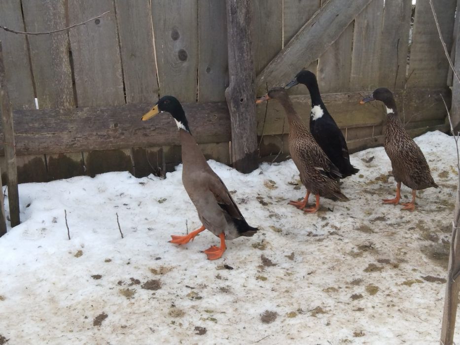 Vând , schimb rațe alergătoare indiene