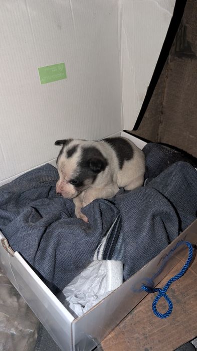 Отдам щенка в хорошие руки