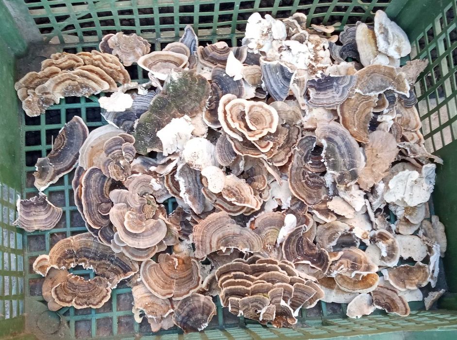 Ciuperci medicinale anti-cancer Polyporus/Daedaleopsis/Trametes