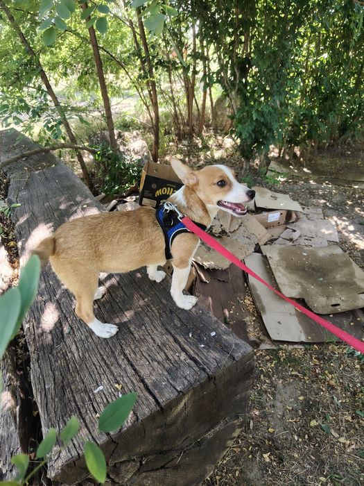 Câini pentru adopție