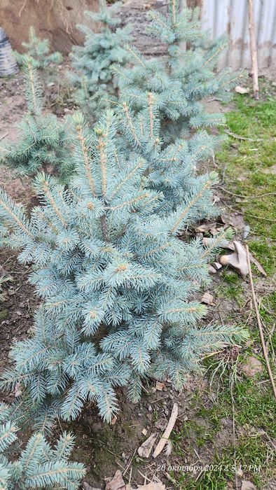 Живые голубые ели с разными оттенками