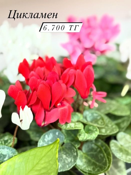 Продам комнатные цветы на подарок. Цветущие