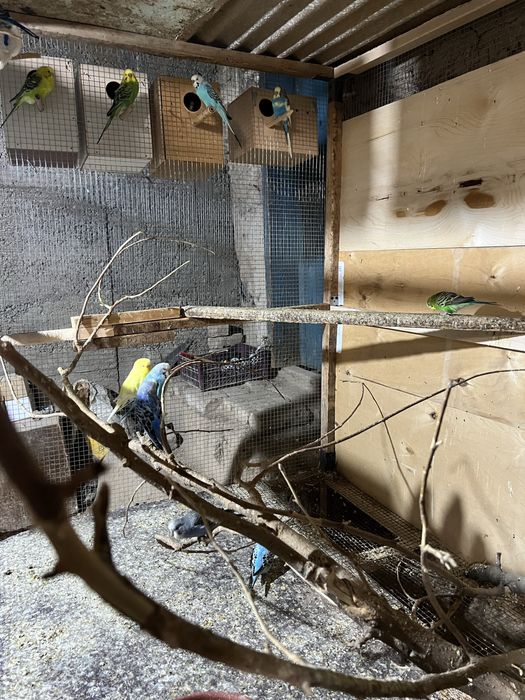 Toti valnisti sotiladi