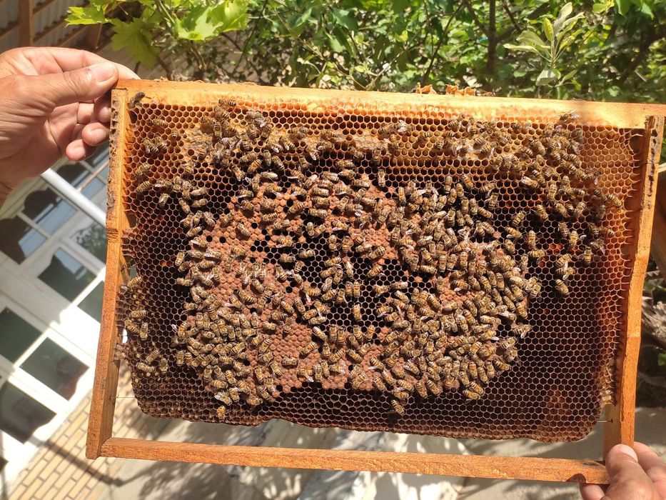 Asalari sotiladi rasplotga qarab narxi kelishiladi  tezd