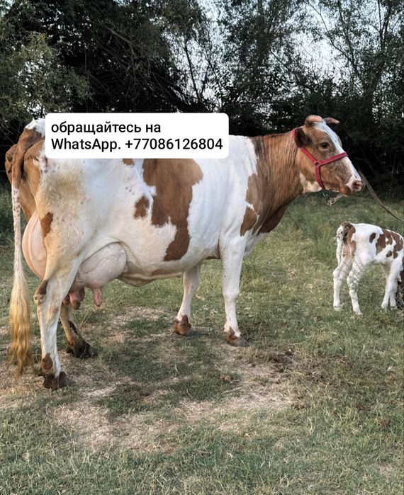 Продам симментальские коровы с телятами‘’’