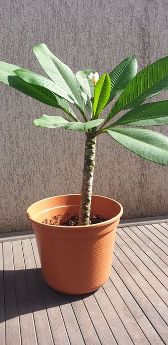 Plumeria / frangipani