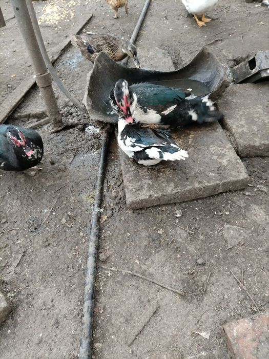 Vând zece cocoși, rațe mute, boboci de rațe românești, loc. Cristești