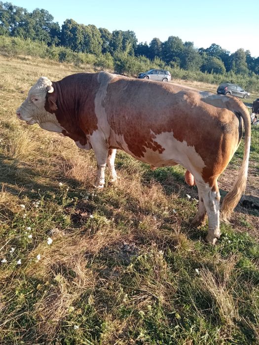 Vand taur , rasa baltata romaneasca