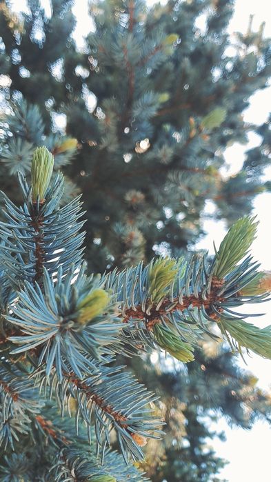 Brazi, catalpa, spirală, pompon, catalpa la preț de producător