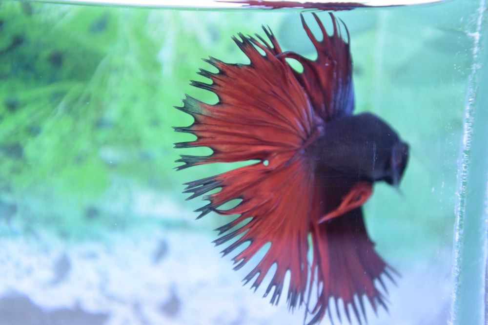 Pesti Betta Splendens Halfmoon Combtail Masculi Femele Acvariu