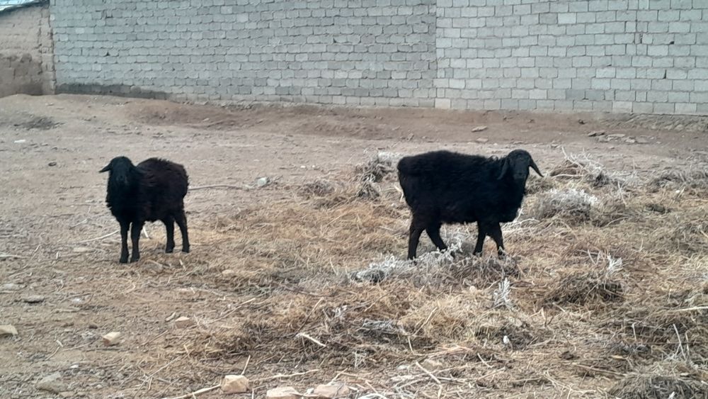 Қозылы қой мен дәу қой