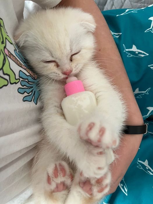 Шотланский выслаухий