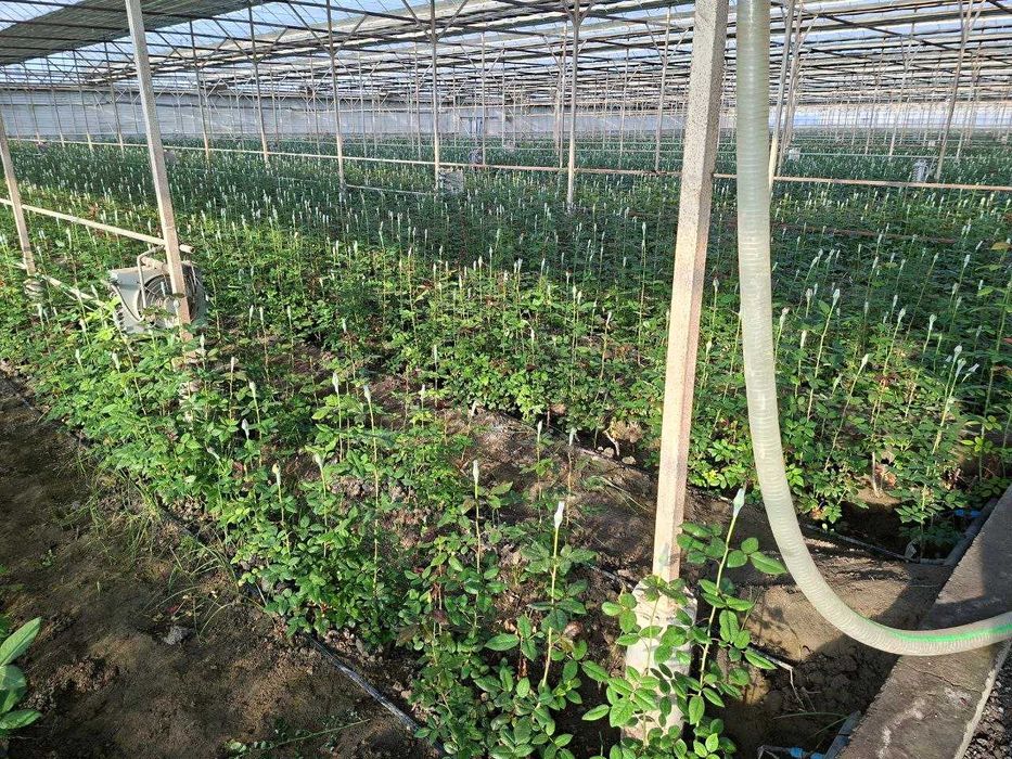 Atirgul роза Sotiladi Optom Navoiydan Barcha viloyatlarga dostavka bor