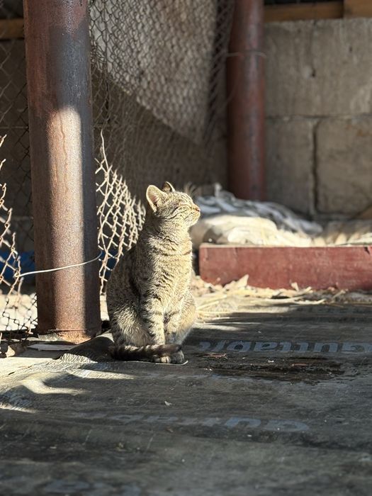 Adopție pisicuță gri tărcat, 6-7 luni, jucăușă și iubitoare