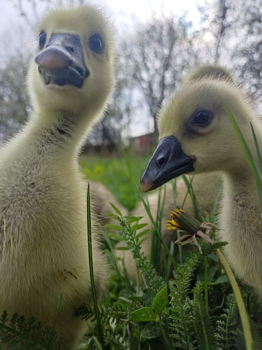Boboci de gasca de 3saptamani