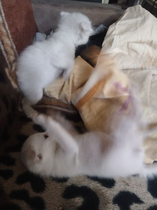 Продаются котята! Белые котята,вислоухие!