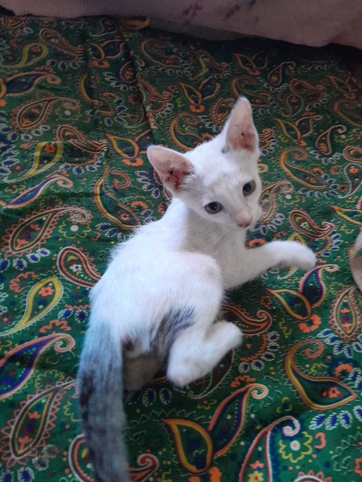 Отдам котят в хорошие Добрые руки