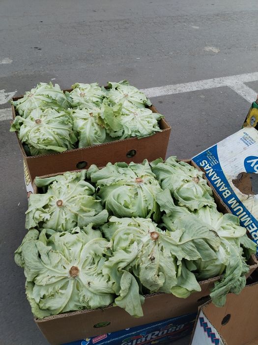 Salata Tuareg de vânzare