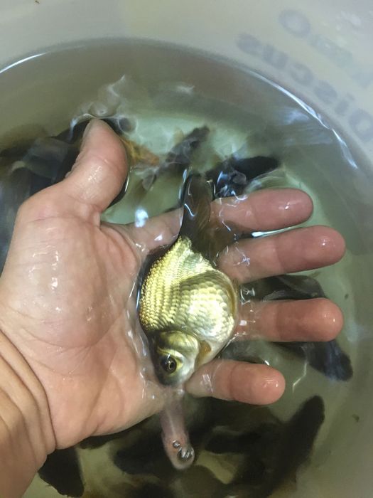 Carasi voalati grasi -ryukin Bacau • OLX.ro