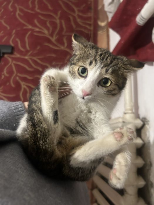 Котик бесплатно