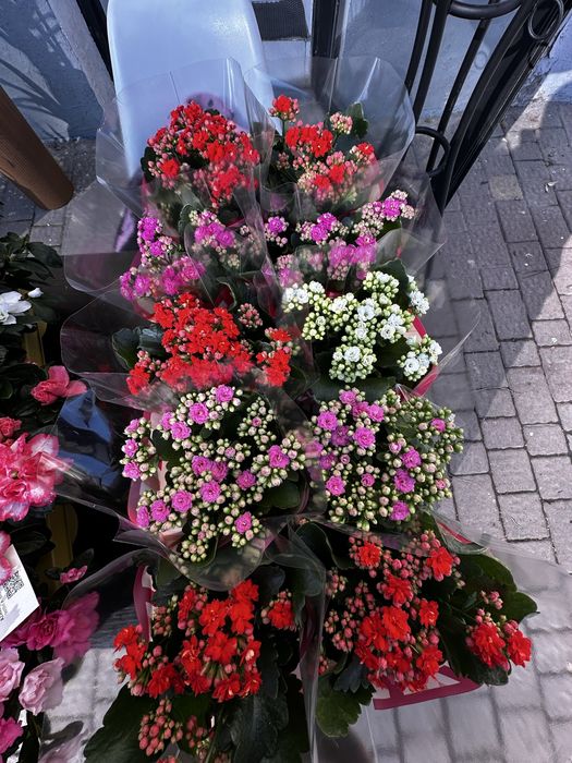 Каланхоэ оптом от 10 растений