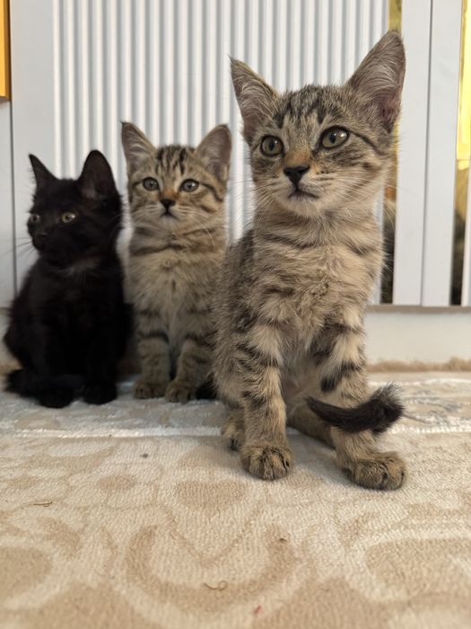 Отдам бесплатно котят
