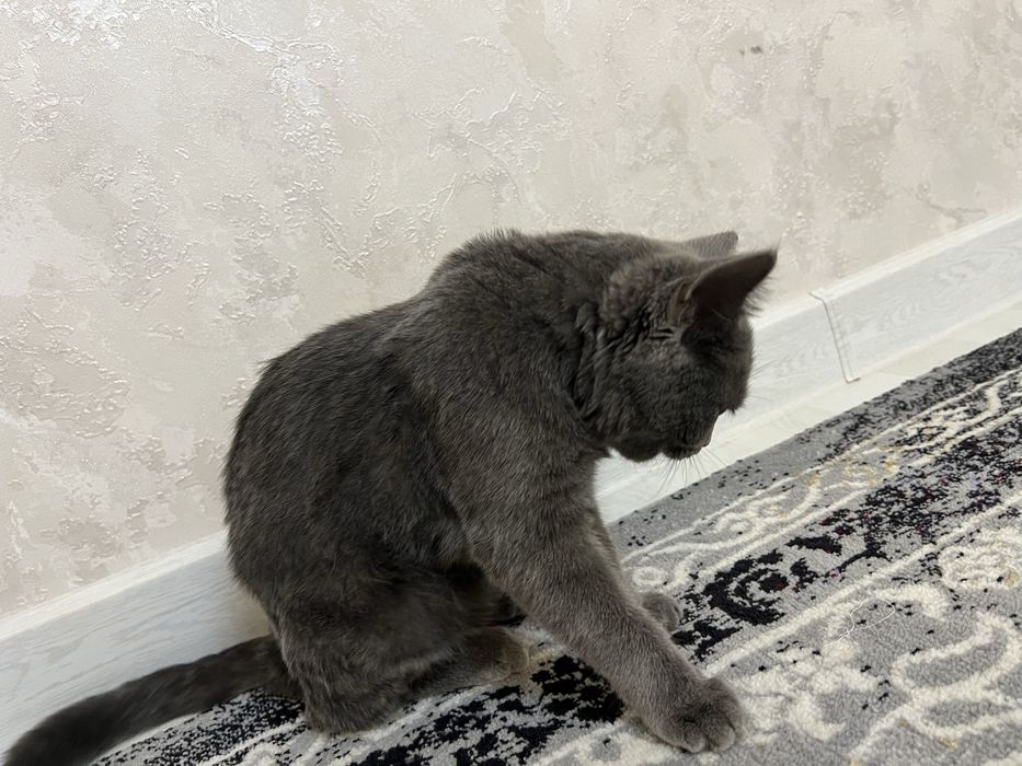 Скотш фолд чистая парода