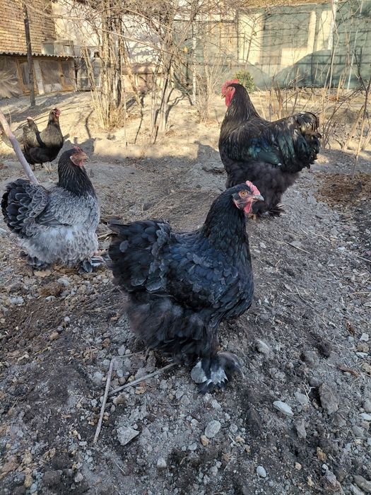 Тоза кохинлар сотилади 3 та макиён 1 та хуроз