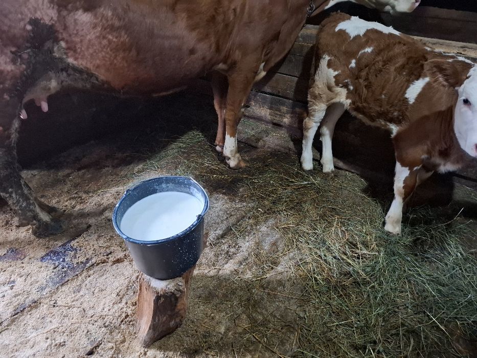 Vând vacă bălțată