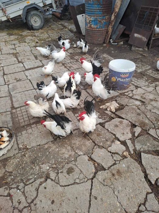 Шабо млади пилета