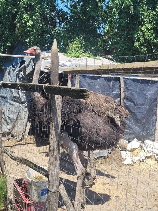 Pereche de struti 2 ani (mascul + femela)