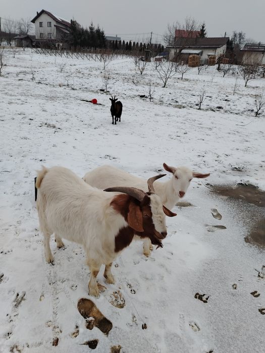 Vând țap metis boie cu carpatin