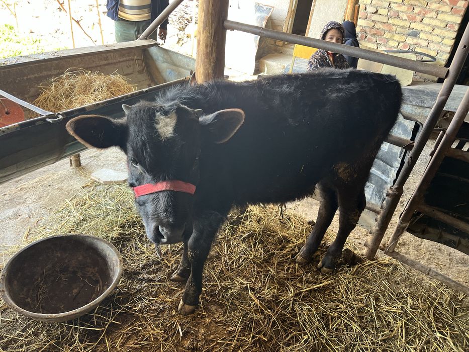 ona bola sigir sotiladi